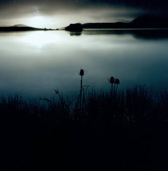 Thistle on Lake Nicasio