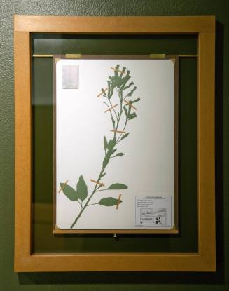 Blacklisted: A Planted Allegory (Herbarium) - Indian Tree Tobacco