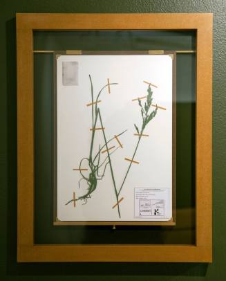 Blacklisted: A Planted Allegory (Herbarium) - Kentucky Bluegrass