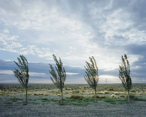 Four Trees, Arizona 