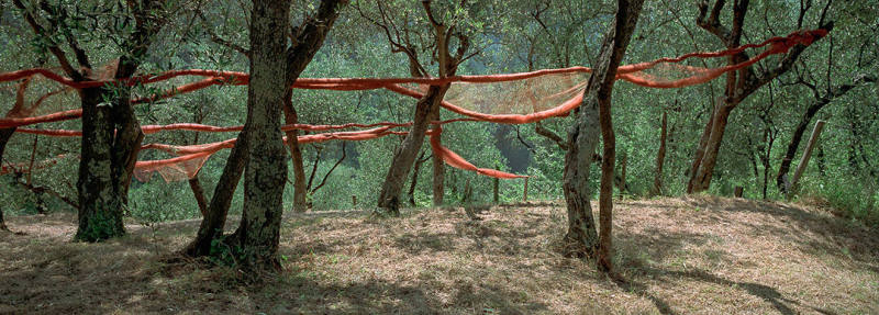 Olive Trees and Catch Nets, Italy 